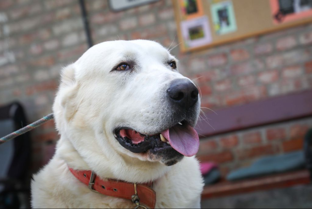 Segítség a gazdátlan állatoknak